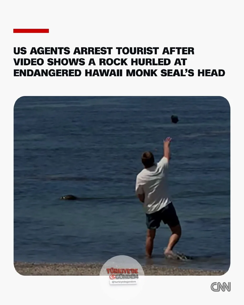 Maui sahilinde nesli tükenme tehlikesi altındaki "Lani" adlı sevilen bir Hawaii keşiş foku üzerine hindistan cevizi büyüklüğünde bir kaya fırlattığı anların bir görgü tanığı tarafından kaydedilmesinin ardından Hawaii'de büyük tepki çeken bir turist,
