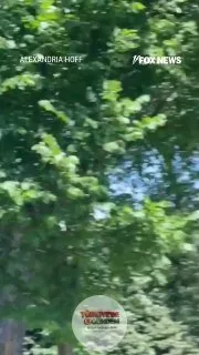 Beyaz Saray'ı arılar bastı