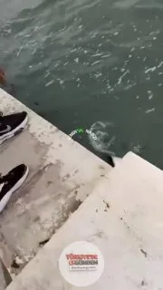 İzmir Bayraklı sahilinde balık tutan bir vatandaş, oltasına takılan vatozu görünce şaşkınlık yaşadı