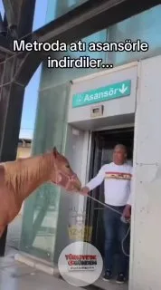 İzmir'de bir şahıs atını asansörle alt kata indirdi