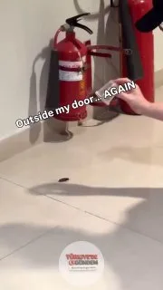 Bir kişi, apartmanda karşılaştığı dev böceği yakalayarak o anları kayda aldı