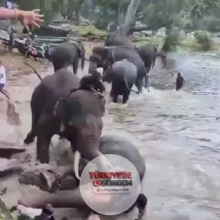 Hindistan'da bir etkinlik sırasında nehirde kavga eden iki filin arasında kalan 33 yaşındaki turist kadın hayatını kaybetti. — Fillerden birinin dengesini kaybederek kadının üzerine düştüğü belirtildi