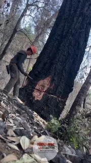 Ağaç kesim işleriyle uğraşan bir kişi, 500 yıllık olduğu idda edilen ve daha önce yangın görmüş Douglas fir ağacını devirdiği anları paylaştı