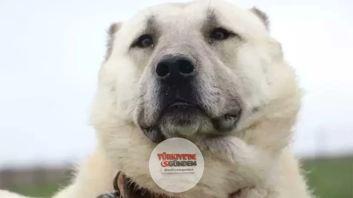 Kangal köpekleri depresyona girdi. Sivas’ta havanın bir gün sıcak, bir gün soğuk seyretmesi nedeniyle bazı kangallar tüy dökmeye başlarken, bazılarının ise tüy yapısında farklılık gözlemlendi