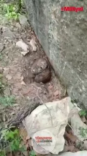 Tokat'ta nesli tükenme tehlikesi altındaki vaşak yavruları görüntülendi.
