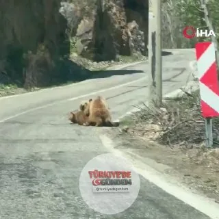 Tunceli'de bir anne ayı, yol kenarında yavrusunu emzirirken görüntülendi.