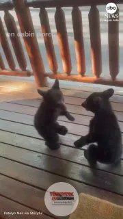 Tennessee'de tatil yapan bir aile, kaldıkları kulübenin ön verandasında oyun oynayan iki ayı yavrusuyla karşılaştı.