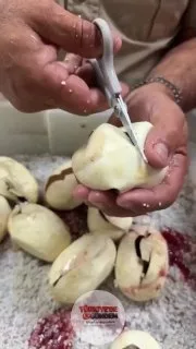 Bir hayvanat bahçesi çalışanı, kuluçka süresi dolan bir piton yumurtasını, yavrunun çıkışını kolaylaştırmak amacıyla makasla kesti.