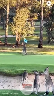 Bu kangurunun hesabı var. Bir grup arkadaş, Avustralya'daki bir golf sahasında kangurunun bayrak direğine sanki boks yapıyormuş gibi saldırdığı anlara tanıklık etti.