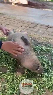 Dünyanın en sakin ve sessiz uyuyan hayvan türlerinden biri olan kemirgen kapibaranın sıra dışı görünümü;