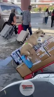 İzmir Otogarı’nda el arabasıyla koli taşıyan bir personel, kolilerin üzerinde köpeği gezdirdi