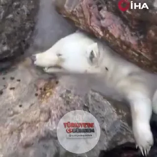 Sakarya’da kayalıklara sıkışmış halde bulunan ve kutup ayısı yavrusu sanılan hayvanın, uzun süre suda kaldığı için beyazlaşan telef olmuş bir ayı yavrusu olduğu ortaya çıktı