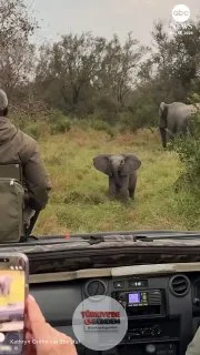 Güney Afrika'daki bir vahşi yaşam koruma alanında safariye çıkan turistler, vahşi görünmeye çalışan yavru bir Afrika filinin saldırısına uğradı.