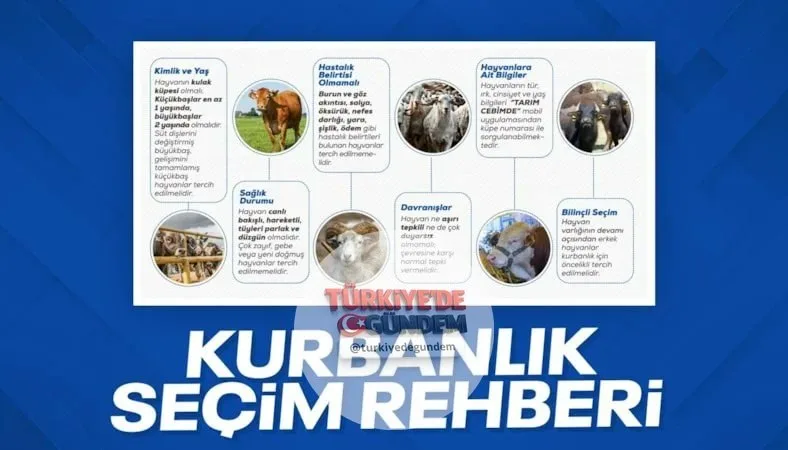 Kurbanlık alacaklara kritik uyarılar: Sağlıklı hayvan nasıl anlaşılır? aklara-kritik-uyarilar-saglikli-hayvan-nasil-anlasilir-h1537059