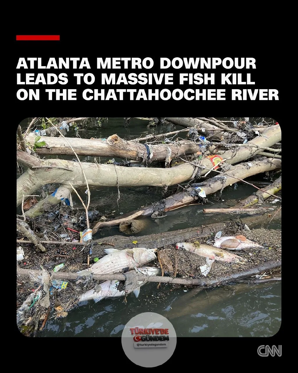 Chattahoochee Riverkeeper İcra Direktörü Jason Ulseth, geçtiğimiz Çarşamba günü saatte yaklaşık 7,5 santimetre yağış bırakan şiddetli fırtınanın ardından, nehrin yaklaşık 32 kilometrelik bölümünde, bazıları 9 ila 13 kilogram ağırlığında olan binlerce