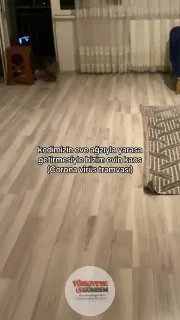 Bir TikTok kullanıcısı, kedisinin ağzında yarasayla eve gelmesinin ardından yaşanan kaosu paylaştı