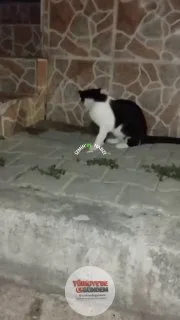 İzmir'de kirpiyle oynamak isteyen kedi umduğunu bulamadı.