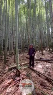 Japonya'da ünlü bambu ağacının gerçek bir kılıçla kesilmesi;