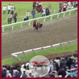 Japonya'da düzenlenen bir festivalde kontrolden çıkan bir atın kalabalığın arasına dalması sonucu altı kişi yaralandı.