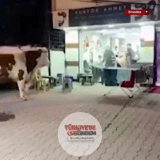 İstanbul Sultanbeyli'de akşam saatlerinde sahibinin elinden kaçan bir dana, kuaför dükkanına daldı.