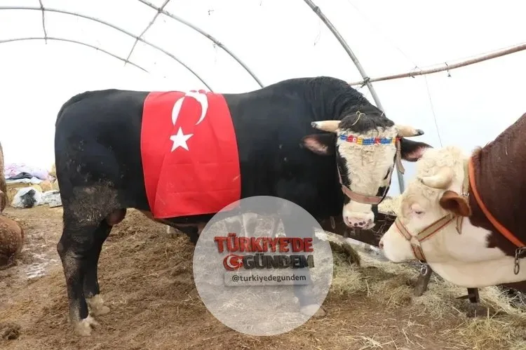 Kayseri'de "Paşa" isimli 3 yaşındaki 1 tonluk boğa, 420 bin TL'ye satıldı.