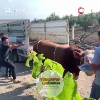 Bursa'da kontrolden çıkan ve 6 kişinin zapt edemediği kurbanlık boğa, tekme atarak bir kişiyi yere serdi