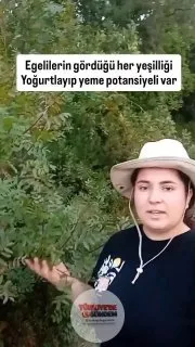 Ağacı bile zorlayıp yiyerek