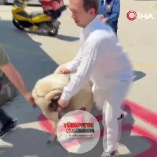 Bursa'da bir vatandaş, Kurban Bayramı'nda keseceği koçu teleferiğe bindirdi.