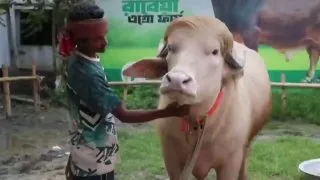 Bangladeş’te, sarı tüyleri nedeniyle sosyal medyada "Donald Trump" lakabıyla viral olan nadir bir albino manda, Kurban Bayramı'nda kesilmekten kurtuldu. Daha önce satılmış olan manda için hükümet devreye girdi; alıcının parası iade edildi ve hayvan D