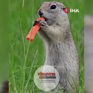 Erzincan'da küçük bir yer sincabı havuç yerken görüntülendi.
