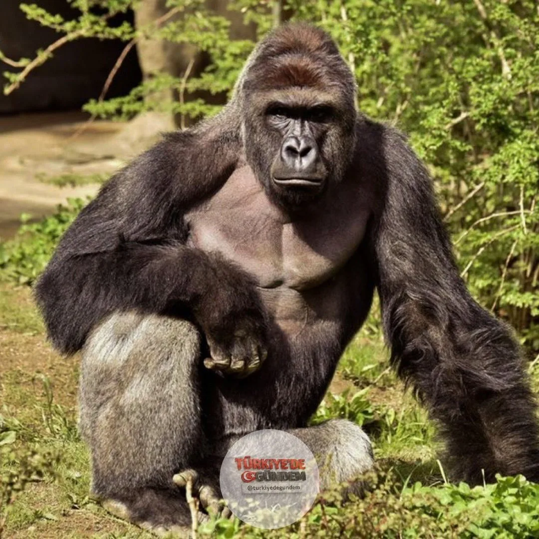 Bir çocuğu sürüklediği gerekçesiyle vurularak öldürülen goril Harambe'nin ölümünün üzerinden on yıl geçti.