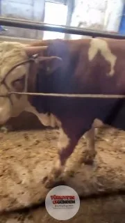 Bir genç, bağladığı iple koca bir tosunu tek başına yere serdi