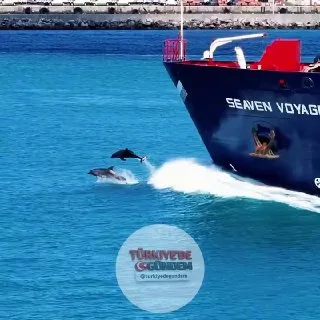 İstanbul'un turkuaz sularında yunuslar görüntülendi.