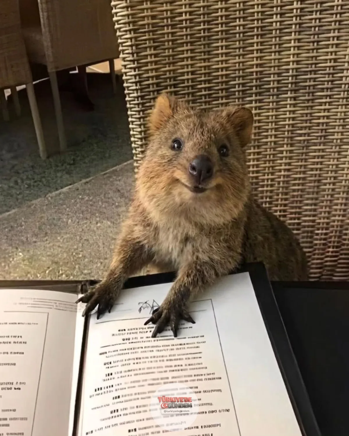 Avustralya'daki bir restoranın kapısına "Kısa Kuyruklu Kanguruları içeri almayın" yazılı bir tabela asıldı. Tabelayı okuyamayan kanguru ise içeri girmeye devam etti.