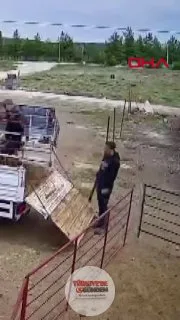 Burdur'da bir kişi, kurbanlık koçu kamyonetten indirmeye çalıştığı sırada hayvanın darbesiyle yere serildi.