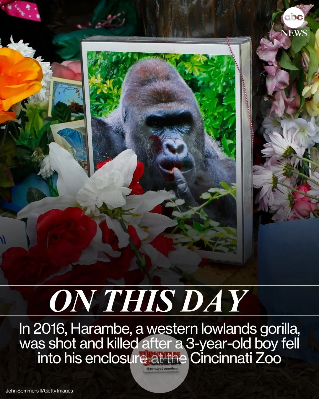 2016 yılının bugün, Cincinnati Hayvanat Bahçesi'ndeki barınağına 3 yaşındaki bir çocuğun girmesinin ardından, Harambe isimli ova gorili bir hayvanat bahçesi çalışanı tarafından vurularak öldürüldü.