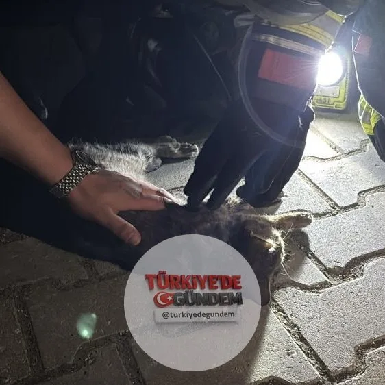 Bolu'da bir apartman yangınından kurtarılan kedi, itfaiye ekiplerinin tüm müdahalelerine rağmen kurtarılamadı.