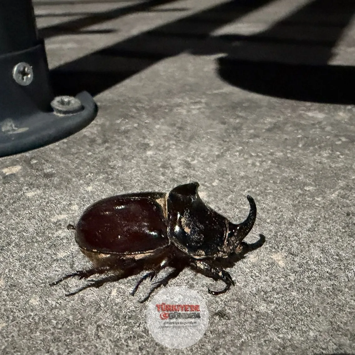 Dünyanın en güçlü böceği olarak bilinen gergedan böceği, Malatya'da görüntülendi.