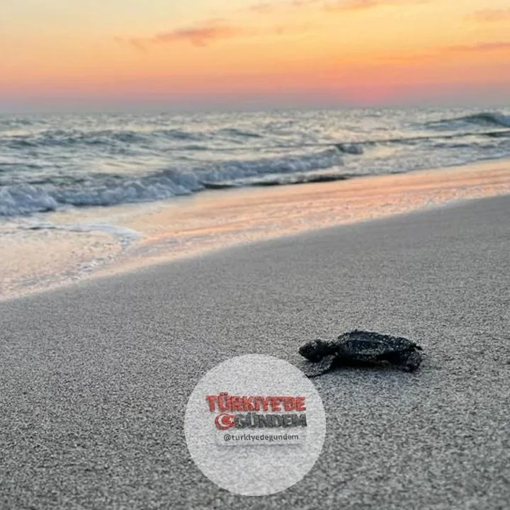 İztuzu, Patara ve Çıralı gibi deniz kaplumbağalarının yuvalama alanı olan plajlarda saat 20.00 ile 08.00 arasında giriş yasağı başladı. Yasağı ihlal edenlere 699 bin 245 TL idari para cezası uygulanacak.