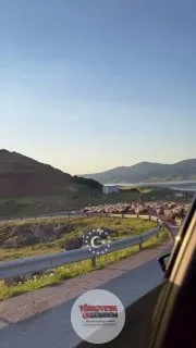 Kayseri'de sürüden ayrılan bir koyun, hüzünlü bir şekilde manzarayı izledi.
