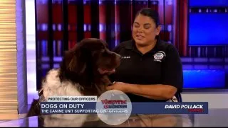 Gümrük ve Sınır Koruma (CBP) Denetleme Memuru Monica Williams, CBP Dayanıklılık Köpeği Fitzroy'un saha personelinin ruh sağlığını desteklemeye nasıl yardımcı olduğunu anlatıyor. @CBP