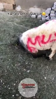 Bir besici, sattığı kurbanlık koyununu "kesileceğini anladı" notuyla paylaştı;