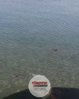 Zehirli pusula denizanası Saros Körfezi'nde görülmeye başlandı.