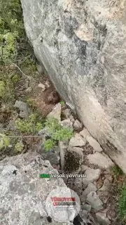 İzmir'de keçilerini otlatan bir çoban, kayalıkların dibinde nesli tükenme tehlikesi altındaki vaşak yavrularını görüntüledi. Çoban, yavruları görünce "Bir oğlağım kayıp, demek ki annen yedi; olsun, helali hoş olsun" ifadelerini kullandı.