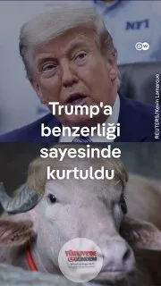 "Trump'a benziyor" diyerek viral olan manda, bu özelliği sayesinde Kurban Bayramı'nda kesilmekten kurtuldu.