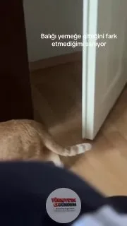 İftira atmayın, sadece masum masum yürüyor