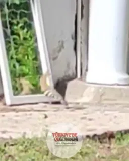 Elazığ'da bir bahçeye gelen ibibik kuşu, aynadaki yansımasıyla kavga etti.