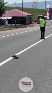 Erzurum'da bir polis memuru, karşıdan karşıya geçmeye çalışan bir kaplumbağa için trafiği kısa süreliğine durdurdu.
