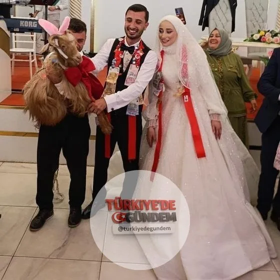 Trabzon'da bir düğünde takı töreninde altın yerine keçi takıldı
