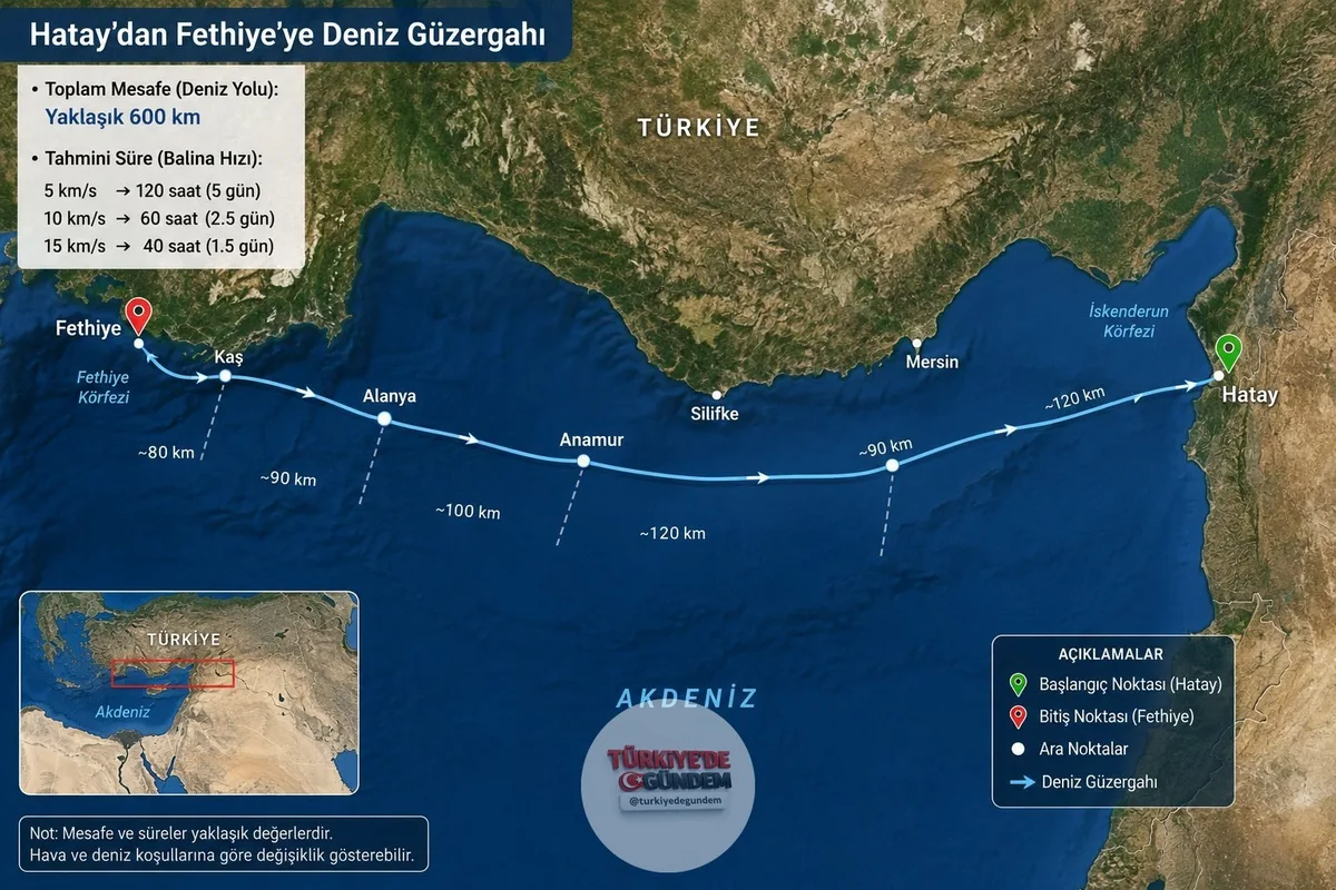 Son Dakika | Hatay'ın ardından Fethiye'de de dev bir balina görüldü